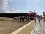 Erikas Horse Farm - ostrov Kos foto 4