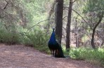 Zvířecí park Plaka Forest - ostrov Kos foto 15