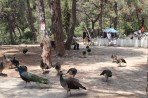 Zvířecí park Plaka Forest - ostrov Kos foto 24