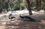 Zvířecí park Plaka Forest - ostrov Kos foto 6